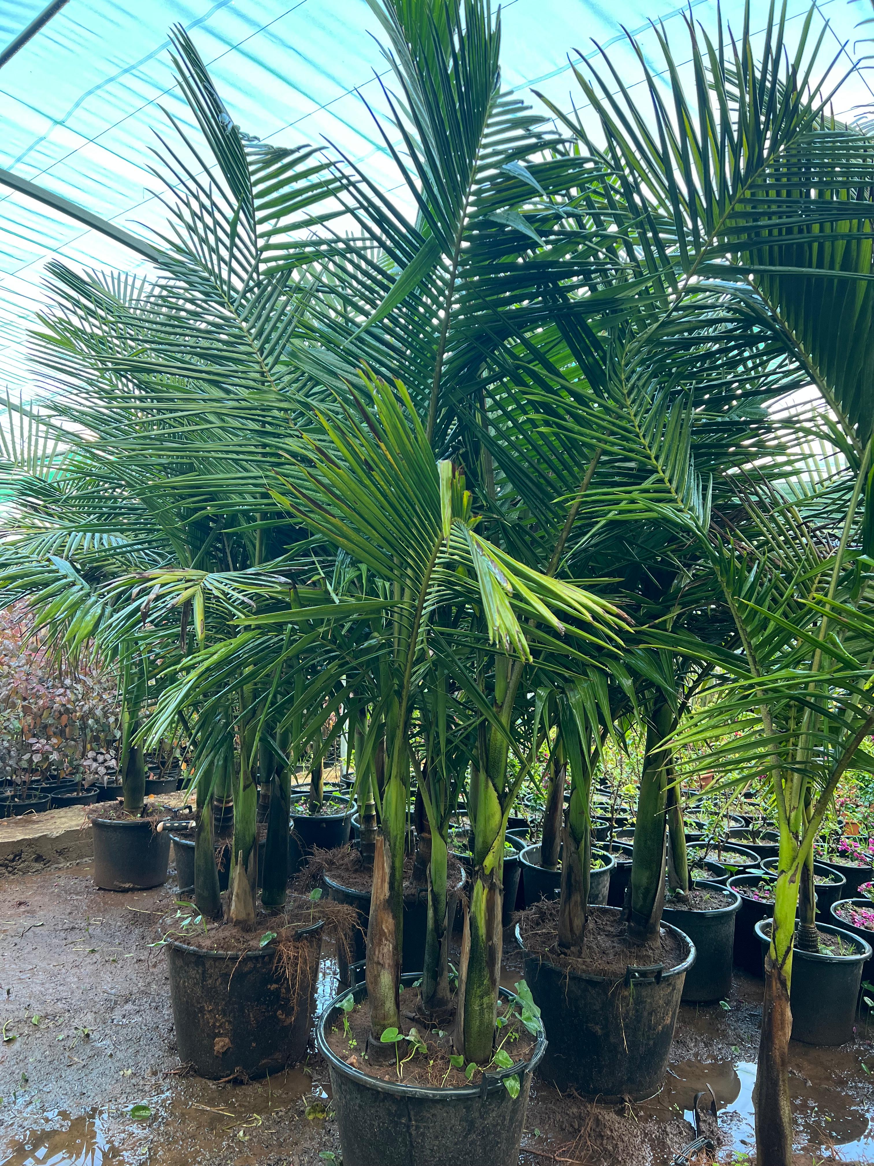 Areca catechu
